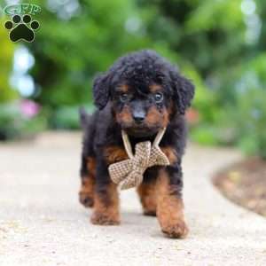 Ash, Cavapoo Puppy